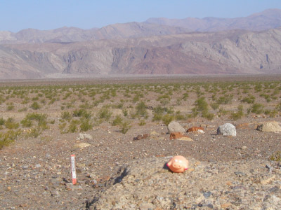 Death Valley Schwein